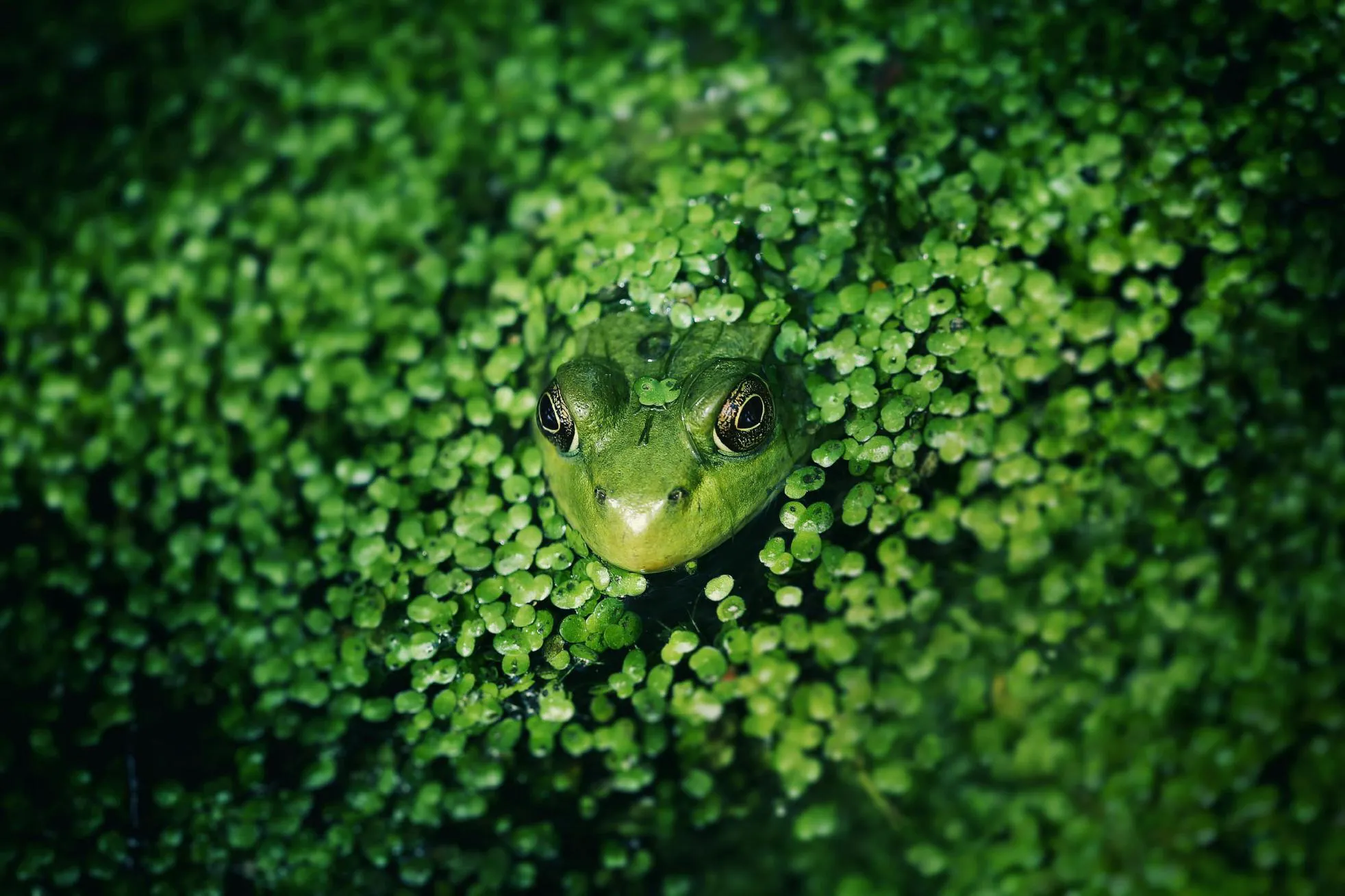 A frog camouflaged among green leaves